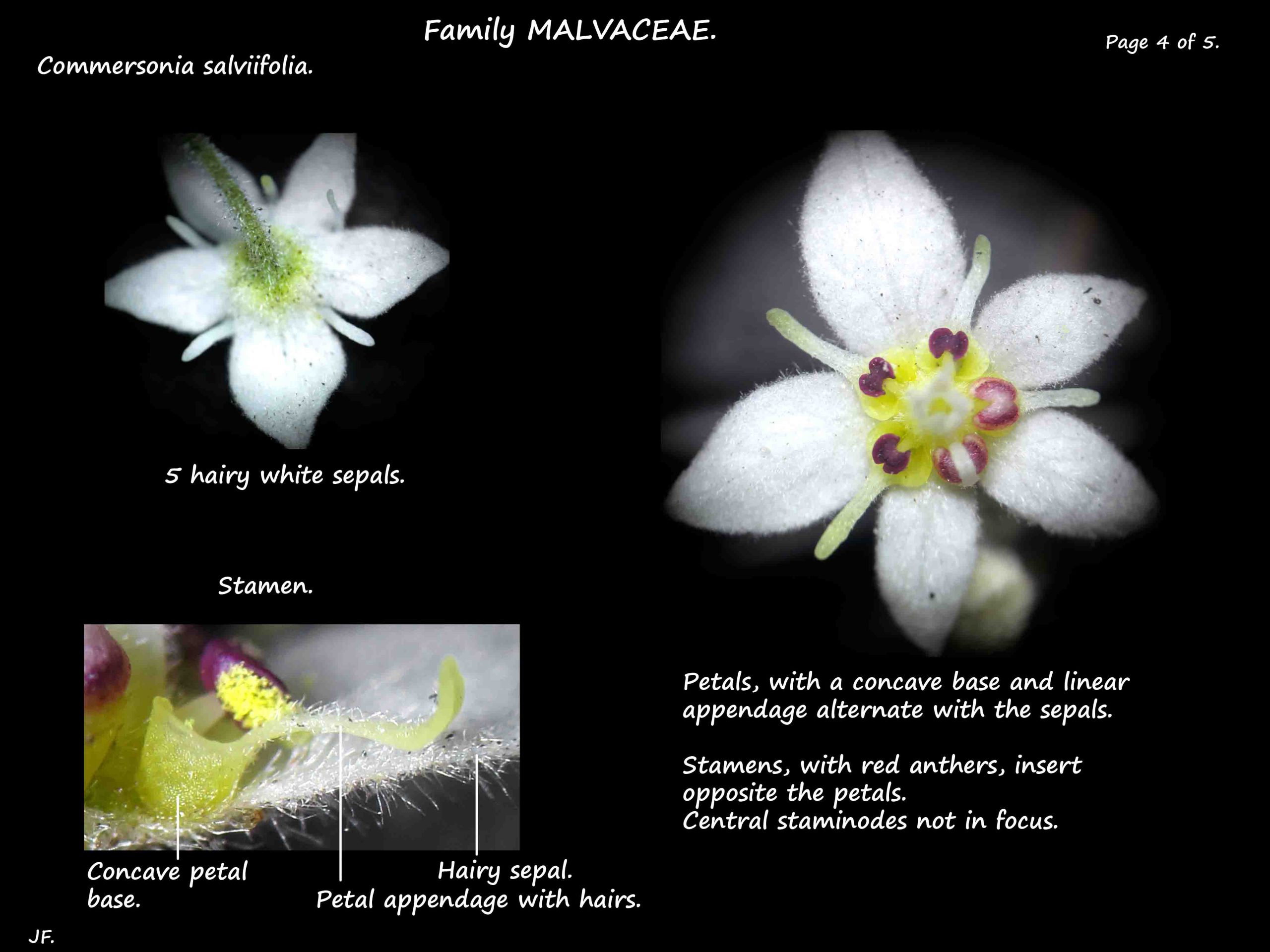 4 Petal appendages in Commersonia salviifolia